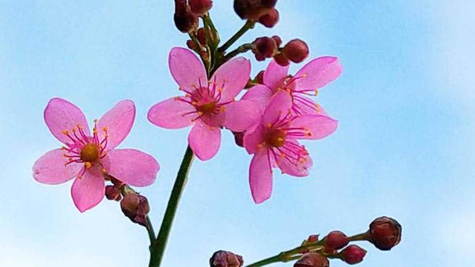 土人参开花是什么样子,土人参开花视频