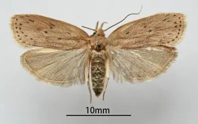 进口水果基础知识大全,进口水果合集推荐品牌