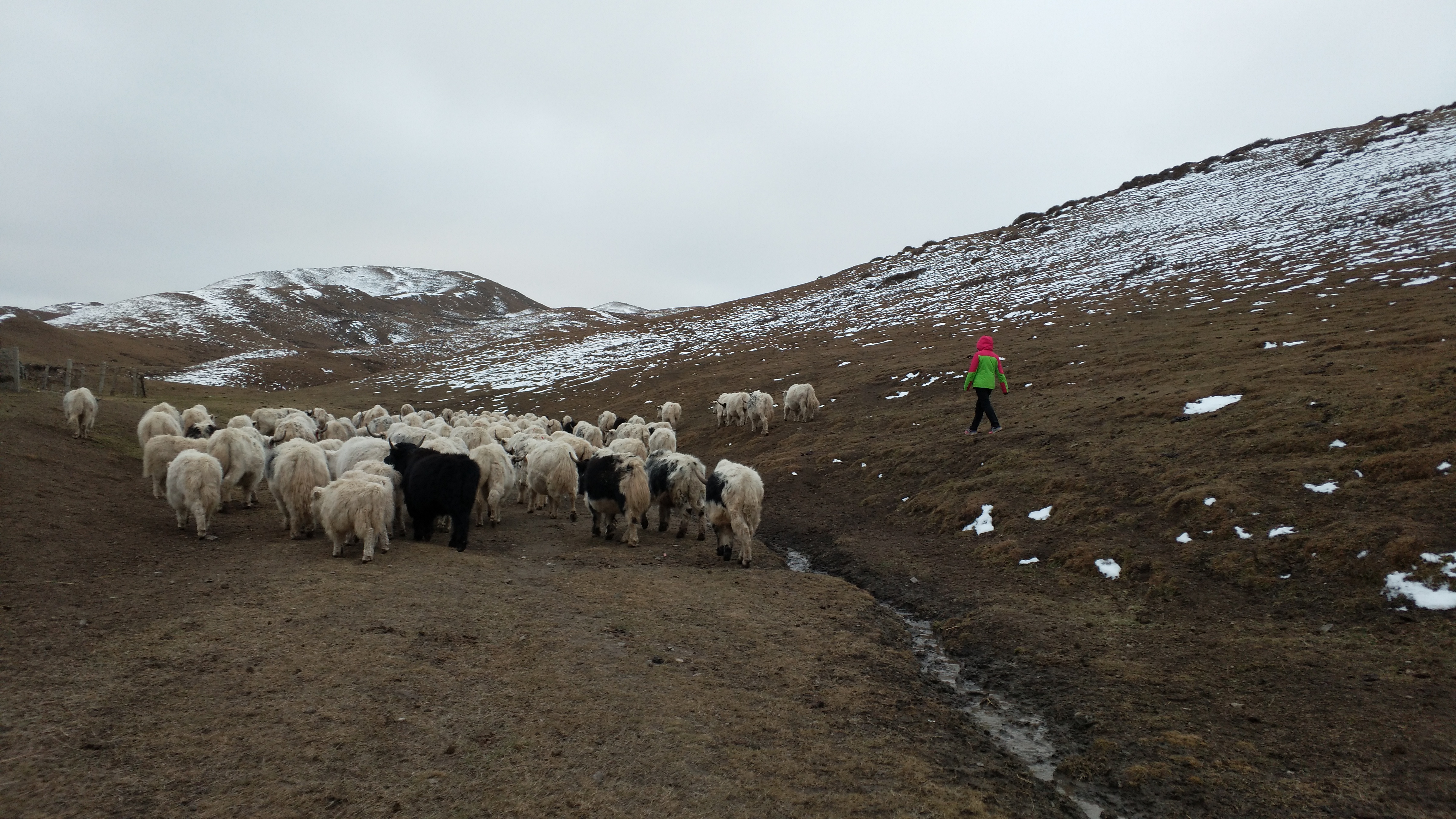 乐此不疲捡牛粪他们到底图个啥？——揭秘青藏高原上的牦牛“铲屎官”
