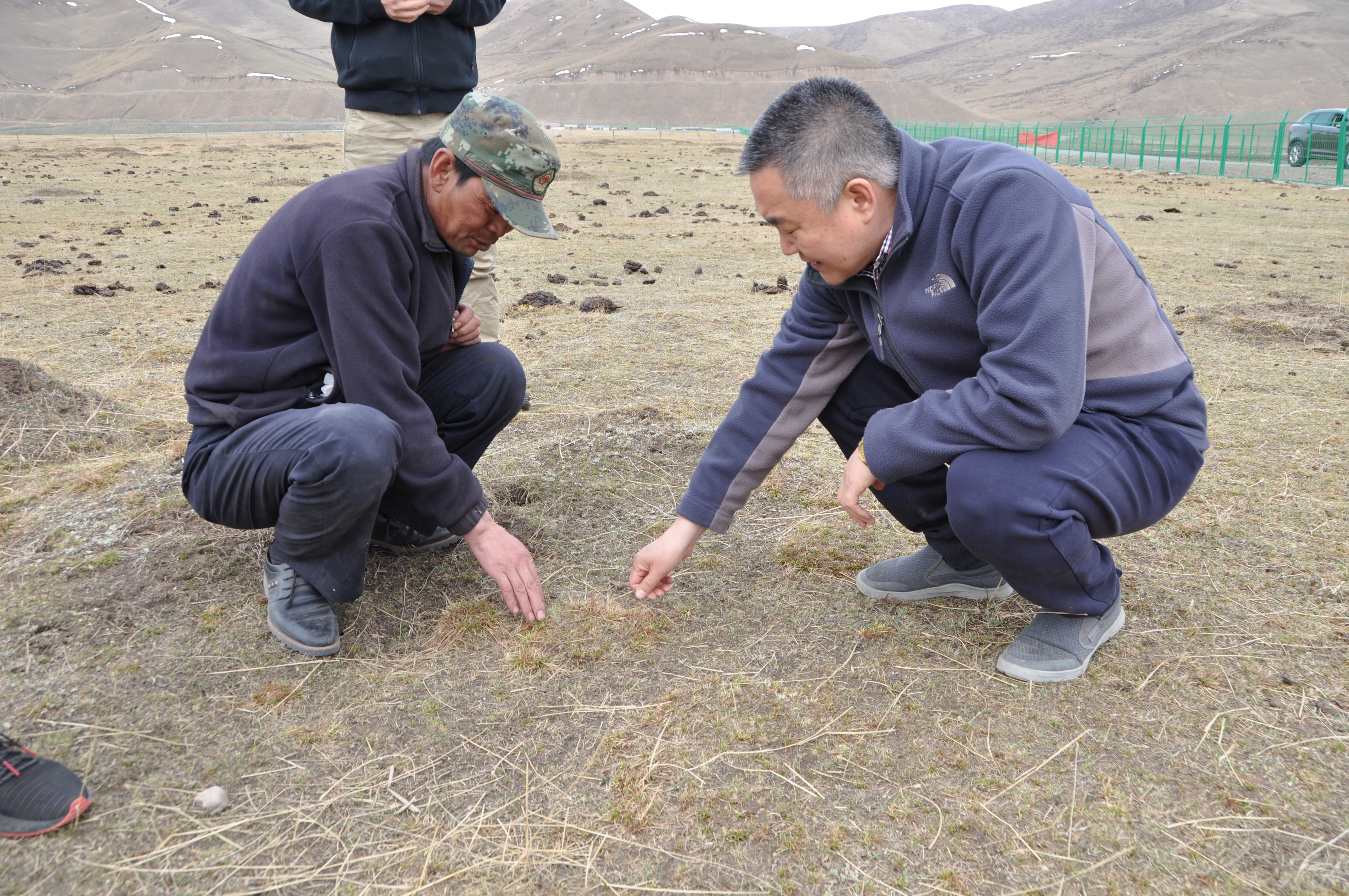 乐此不疲捡牛粪他们到底图个啥？——揭秘青藏高原上的牦牛“铲屎官”