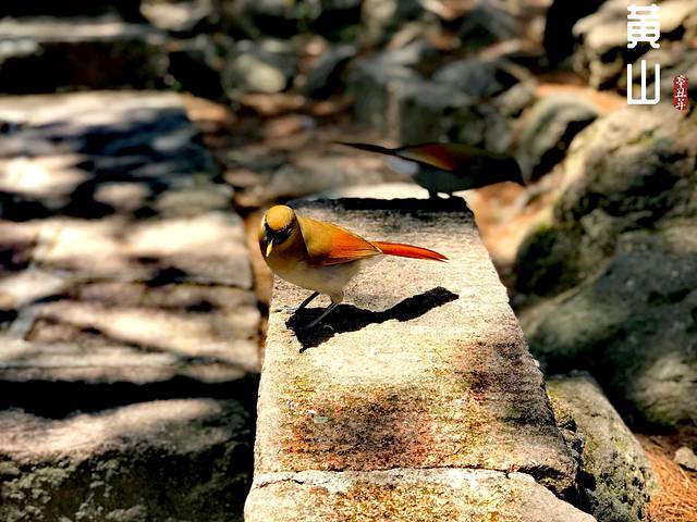徽州的春天全集,黄山的春天风景