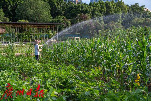 广州海珠区农田园,广州大都市农业园