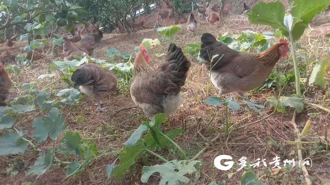 美乘网怎么样,美乘网电商