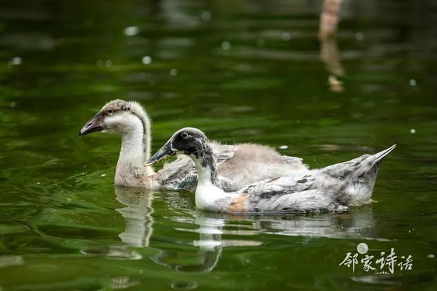 元曲经典欣赏天净沙秋思,和天净沙秋思一样的元曲