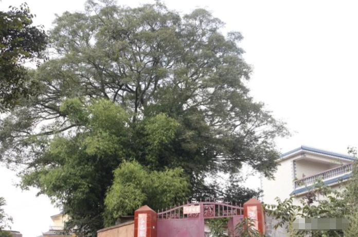 走进乡村看振兴新寨,从村庄蝶变看乡村振兴