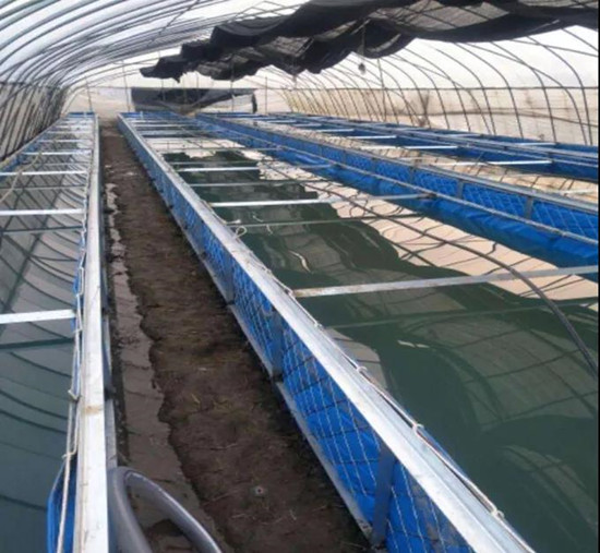 对虾价格低迷,对虾价低迷养殖户如何应对