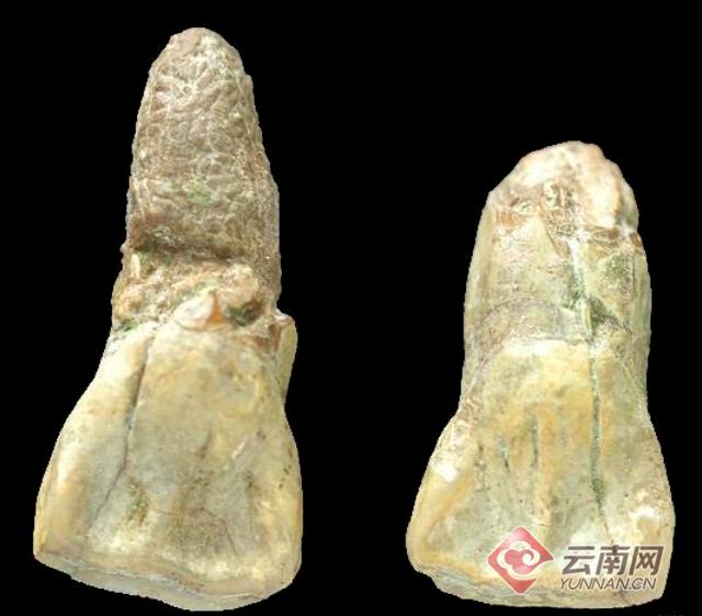 云南大理奇妙博物馆,云南生命博物馆