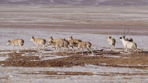 藏羚羊迁徙之谜原因,藏羚羊为什么被称为高原精灵