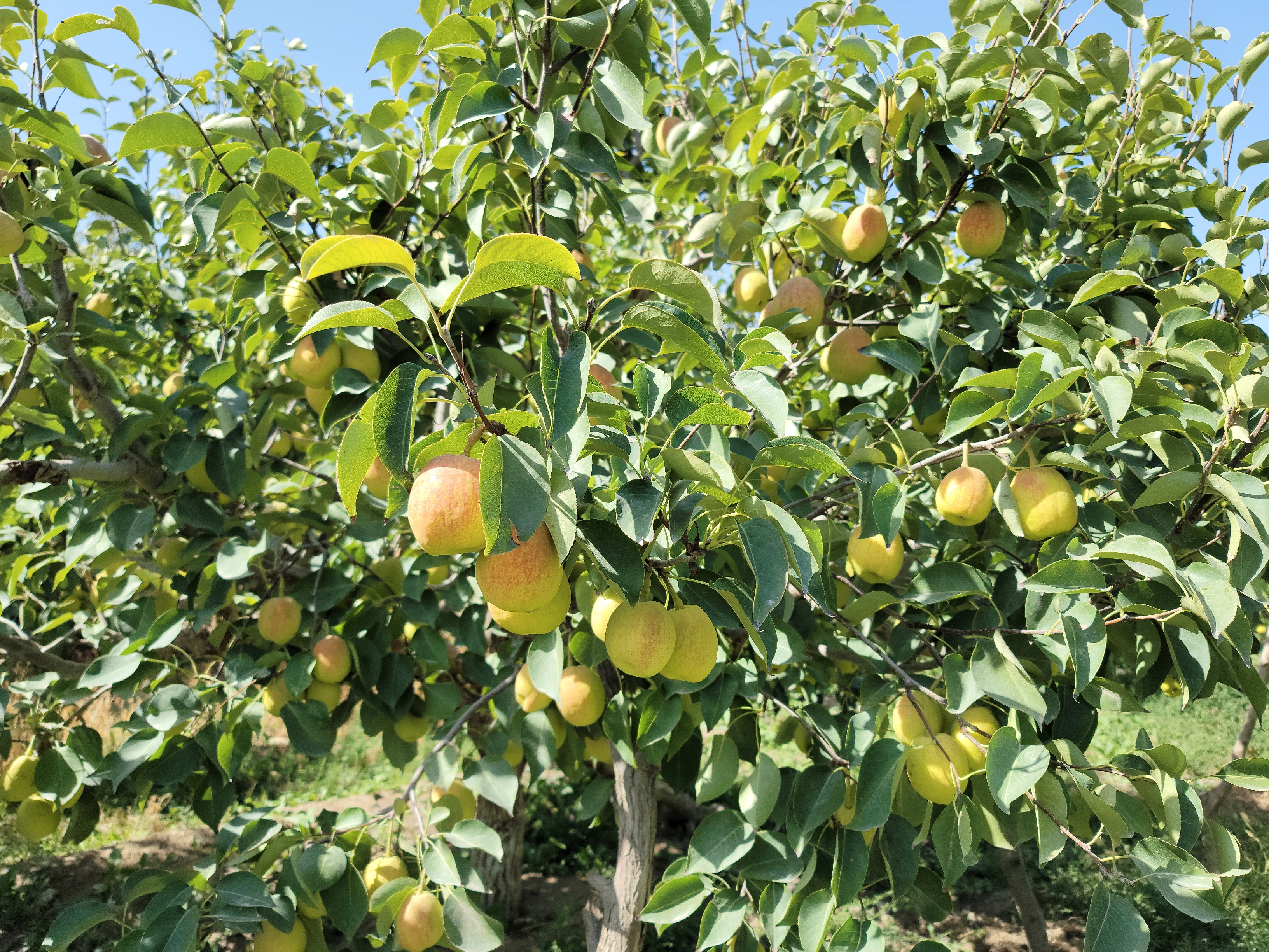 库尔勒香梨为什么好吃？这些条件必不可少