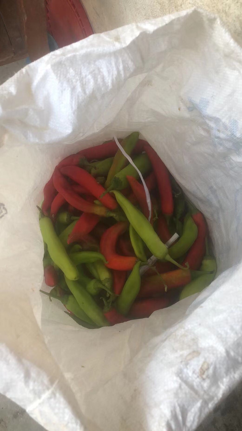 姐姐转战多个水库，鲮鱼爆护，豆豉鲮鱼不吃却拉回一麻袋有毒木薯