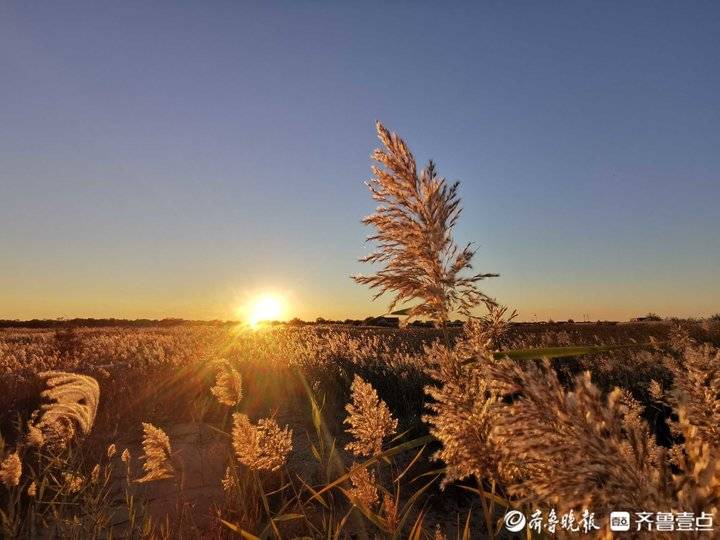 黄河谣之一：当一只天鹅成为“女儿”
