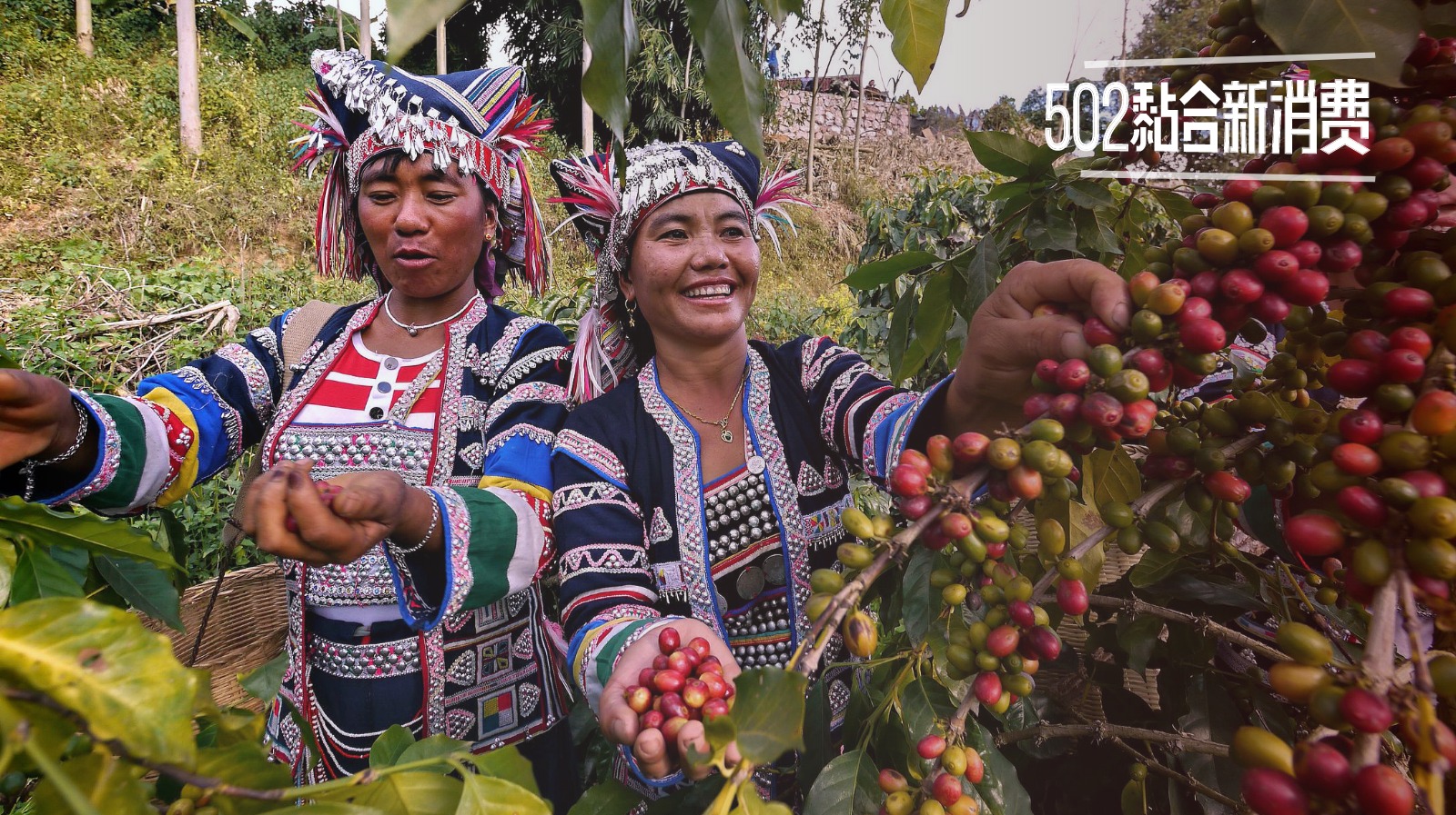 云南深山最好的咖啡,云南山里咖啡