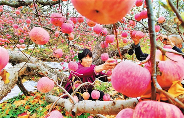 生态湿地百鸟来栖视频,护大河之洲引百鸟来栖