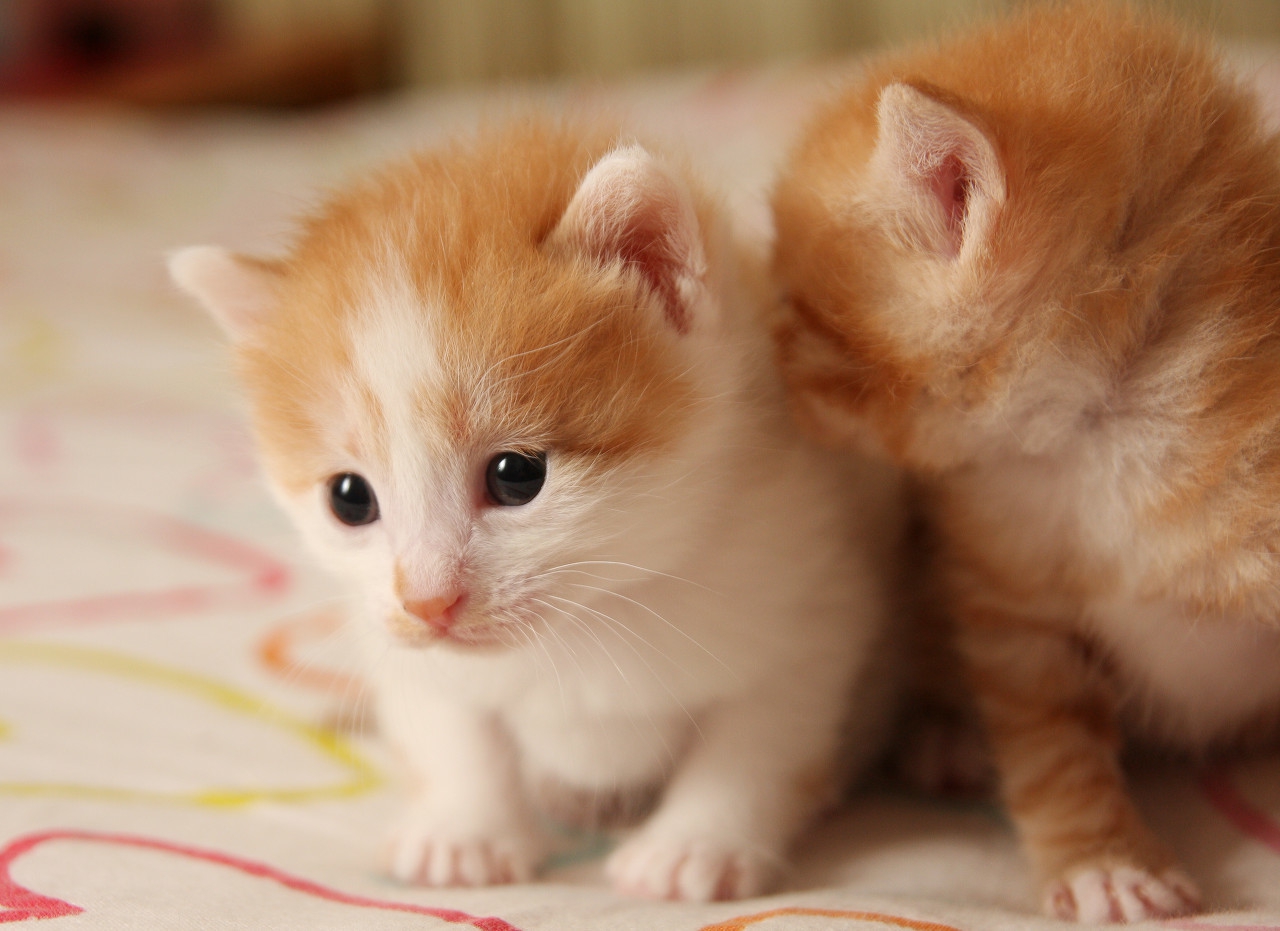 猫主子不在猫砂盆拉屎怎么办,猫咪有猫砂盆怎么处理