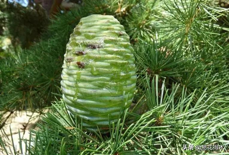 雪松盆景怎么打理,雪松盆景制作过程