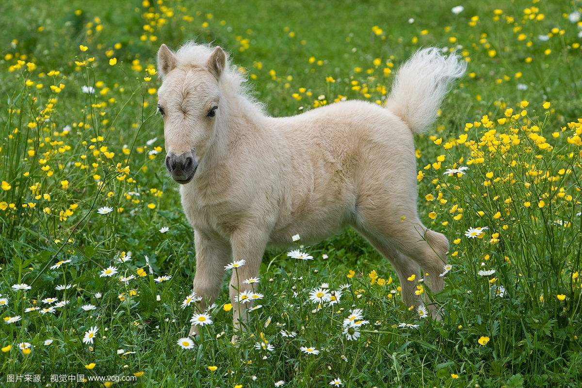 我爱上一匹野马可我家里没有草原,爱上一匹野马家里没有草原啥意思