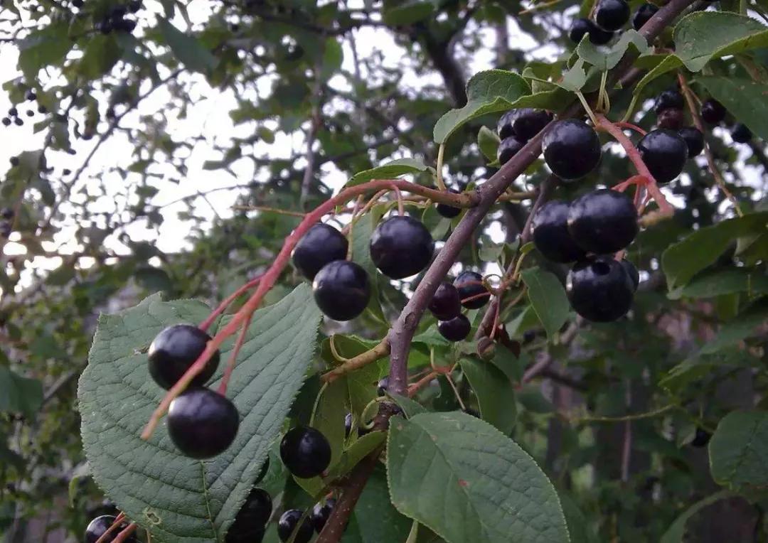 迟子建散文经典美句摘抄,好时光悄悄溜走迟子建