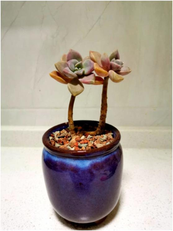 多肉虐我千百遍，我待多肉如初恋