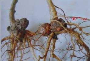 梨树10种常见病虫害的防治技术,运城梨树病虫害防治全年用药表