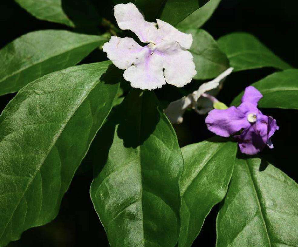 养栀子花茉莉注意什么,怎样才能让鸳鸯茉莉开花爆盆