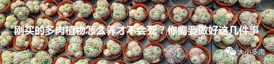 烟煤病多肉治愈后会复发吗,多肉烟煤病可以用虫虫净吗