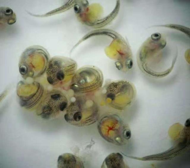 刚出生的孔雀鱼苗和大孔雀鱼混养,刚出生的孔雀鱼苗要不要捞出来