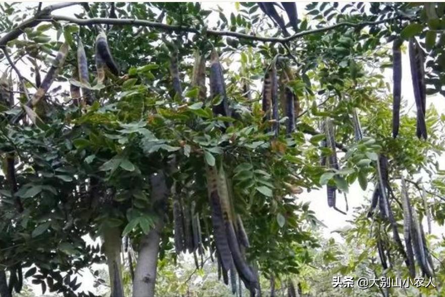 疯狂的皂荚树：热潮后被嫌弃，因能解除“卡脖子”危机又王者归来