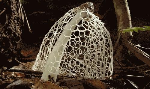 菌中皇后竹荪菇,菌中皇后