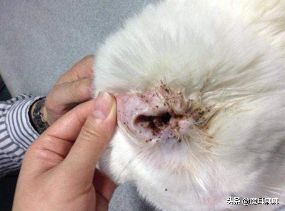 养猫常备哪些药品,家里养猫常备药