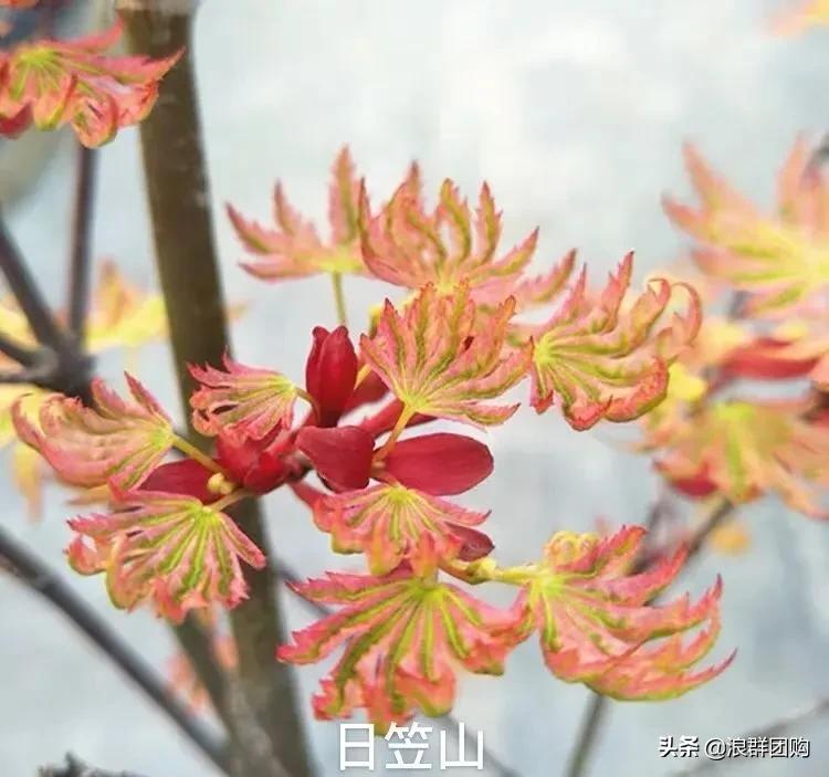 中式庭院藤类植物,枫树和紫藤