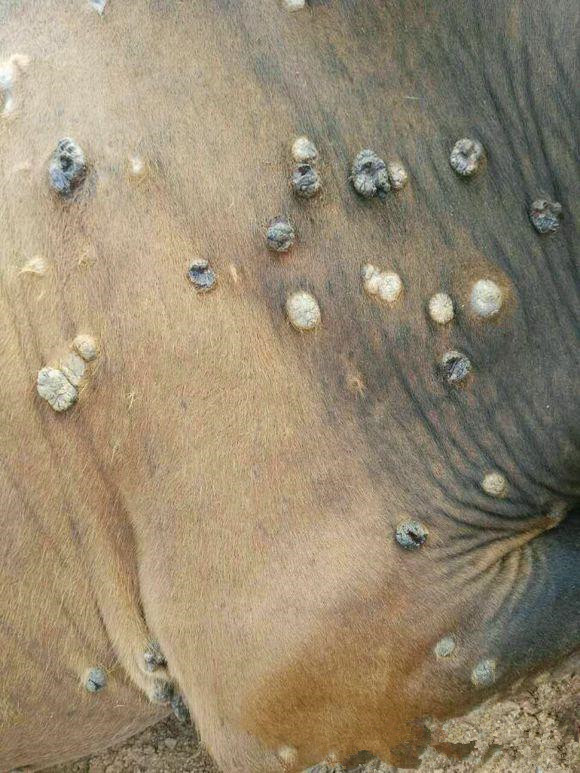 牛身上长了瘊子怎么办,牛身上长满瘊子该怎么治