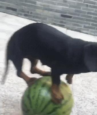 第1次想养纯种狗应该怎么挑,纯种狗和不纯种哪个好养