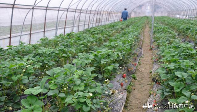 汨罗草莓采摘社,汨罗草莓采摘