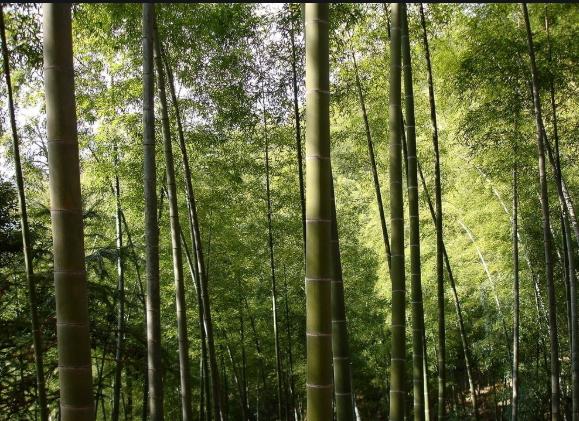 笋最鲜美的时候,笋舌尖上的味道