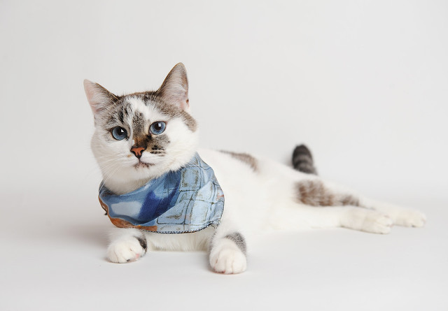 猫咪尿路感染专用药,猫咪尿路感染怎么办