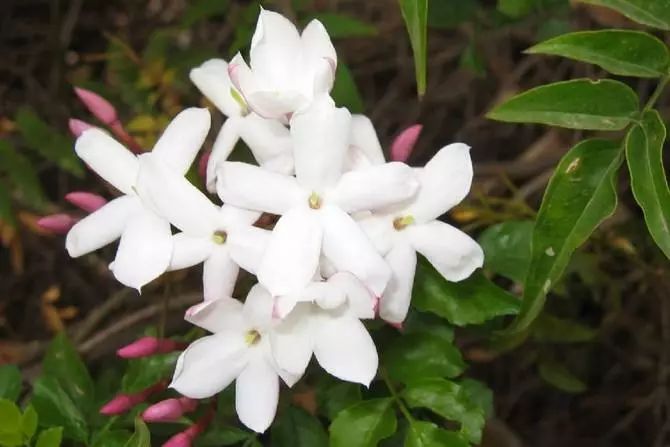 世界各国国花国树大全,世界地图及各国国花