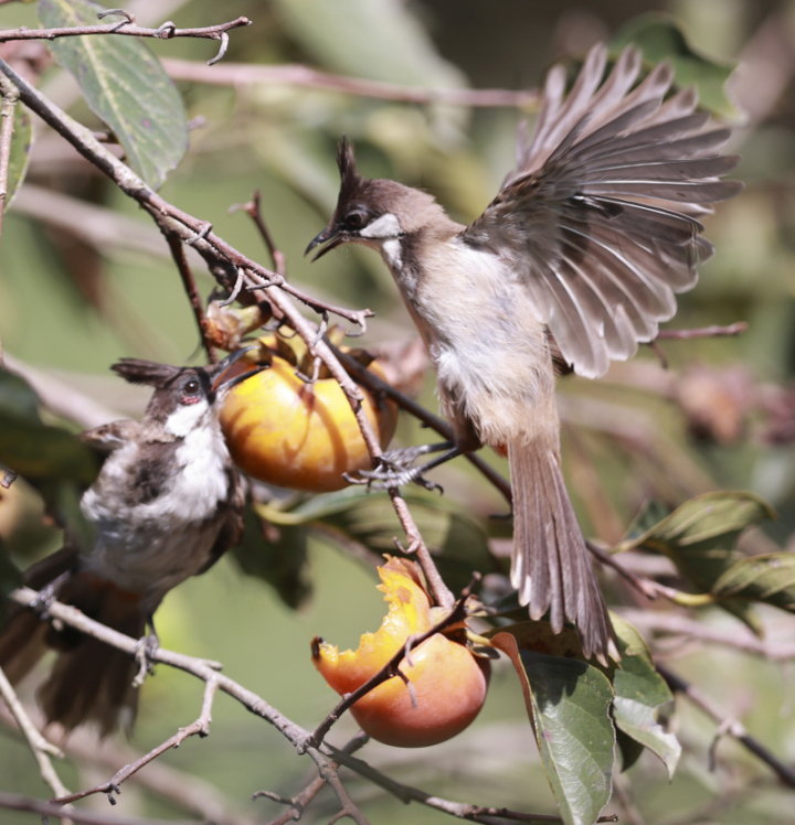 鸟中“C罗”来了！据说是西湖最酷的仔