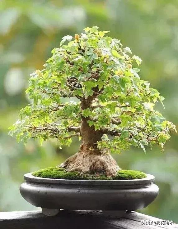 日本红枫和中国红枫有什么区别,日本红枫和中国红枫盆景的区别