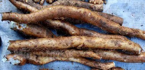 吃了那么多年山药，原来只是在吃菜，不懂山药真的买不到好山药