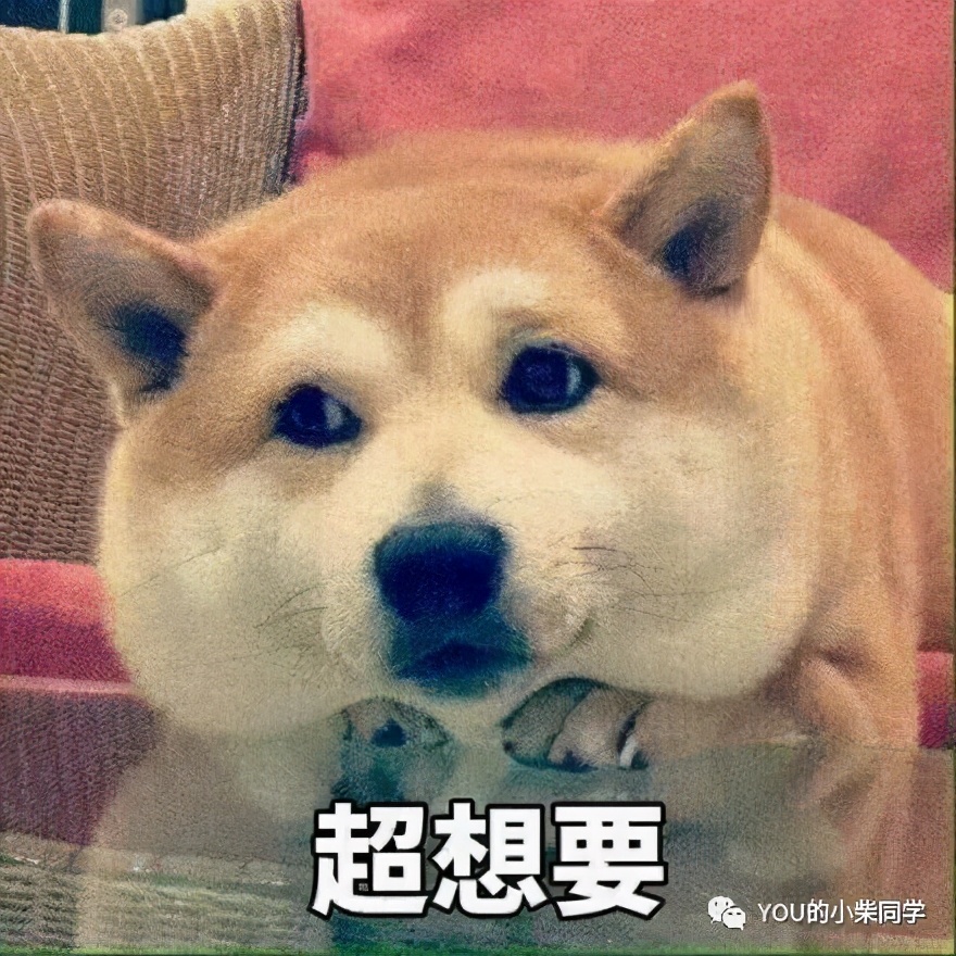 纯种柴犬怎么鉴别纯不纯,新手必看纯种柴犬到底怎么辨别