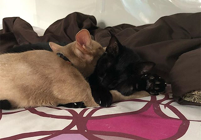 猫咪好奇的看铲屎官,猫咪喜欢对着铲屎官喷口水