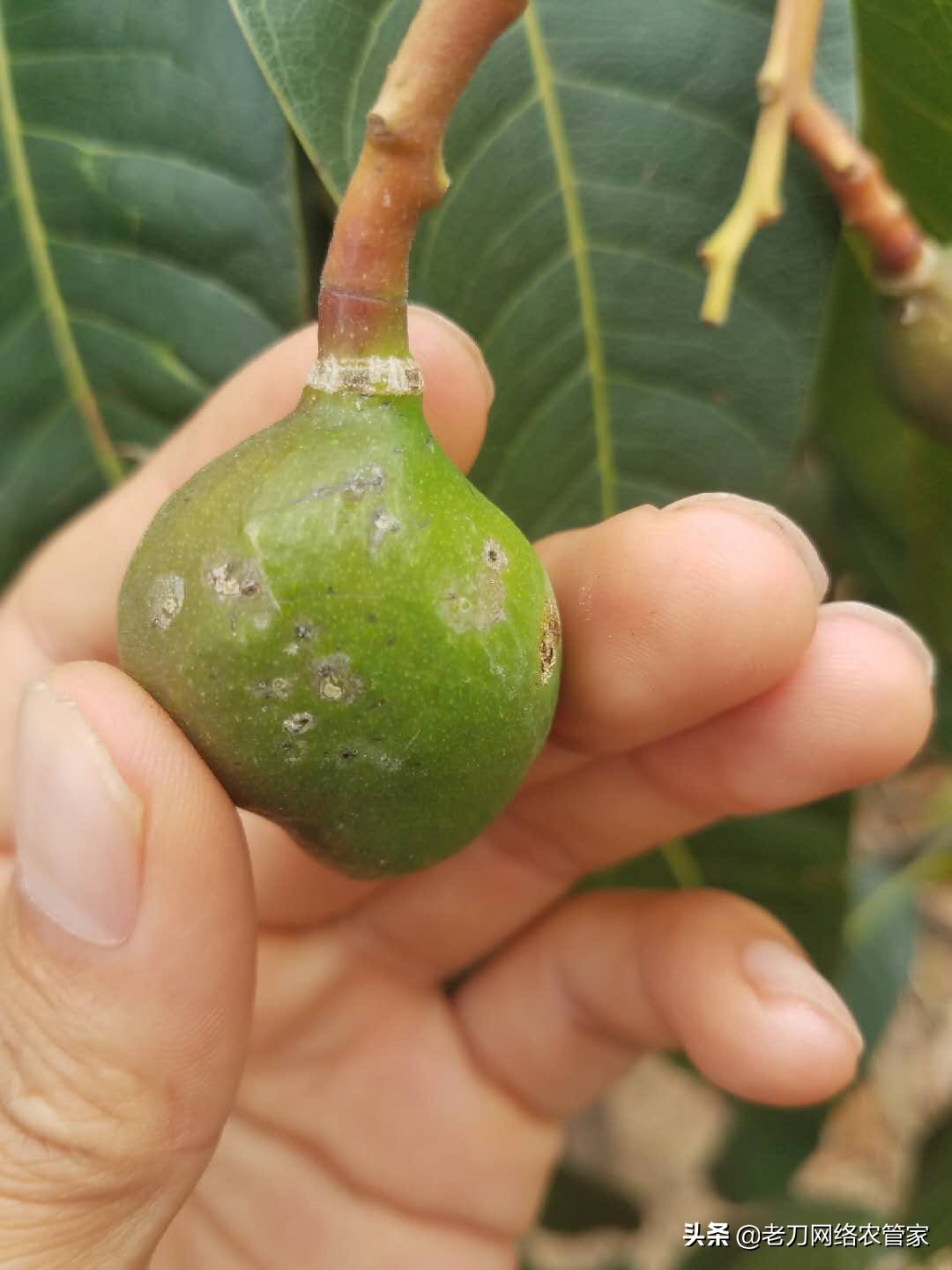 芒果炭疽病用什么杀菌剂效果好,连续阴雨天芒果炭疽病用什么药