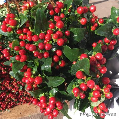 昆明鲜花一件代发对花店有影响吗,云南昆明鲜花一件代发合作平台