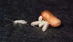 广州近期出现的变异蜗牛,深圳雨后巨型蜗牛