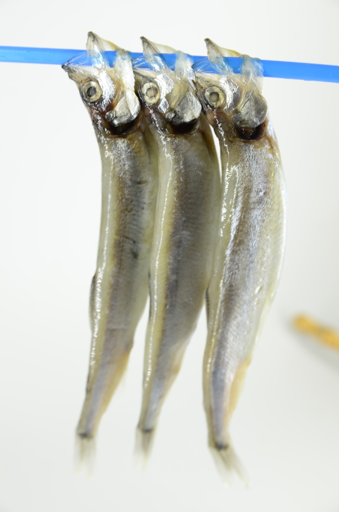 并非多情,只为生存,与多春鱼的美味邂逅