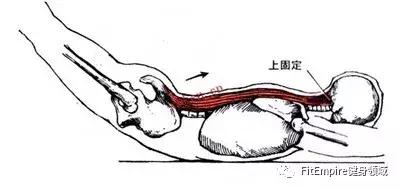 如何提高深蹲伸髋力量,深蹲和硬拉锻炼的肌肉部位图