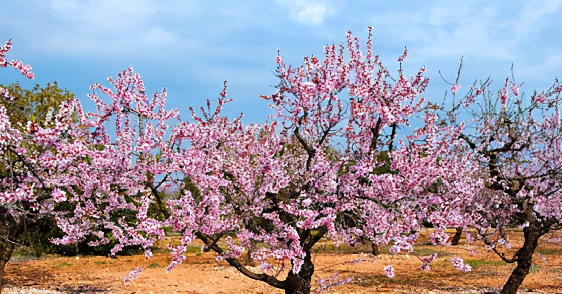 小学描写梨花杏花精彩的作文朗诵,如何写杏花的作文
