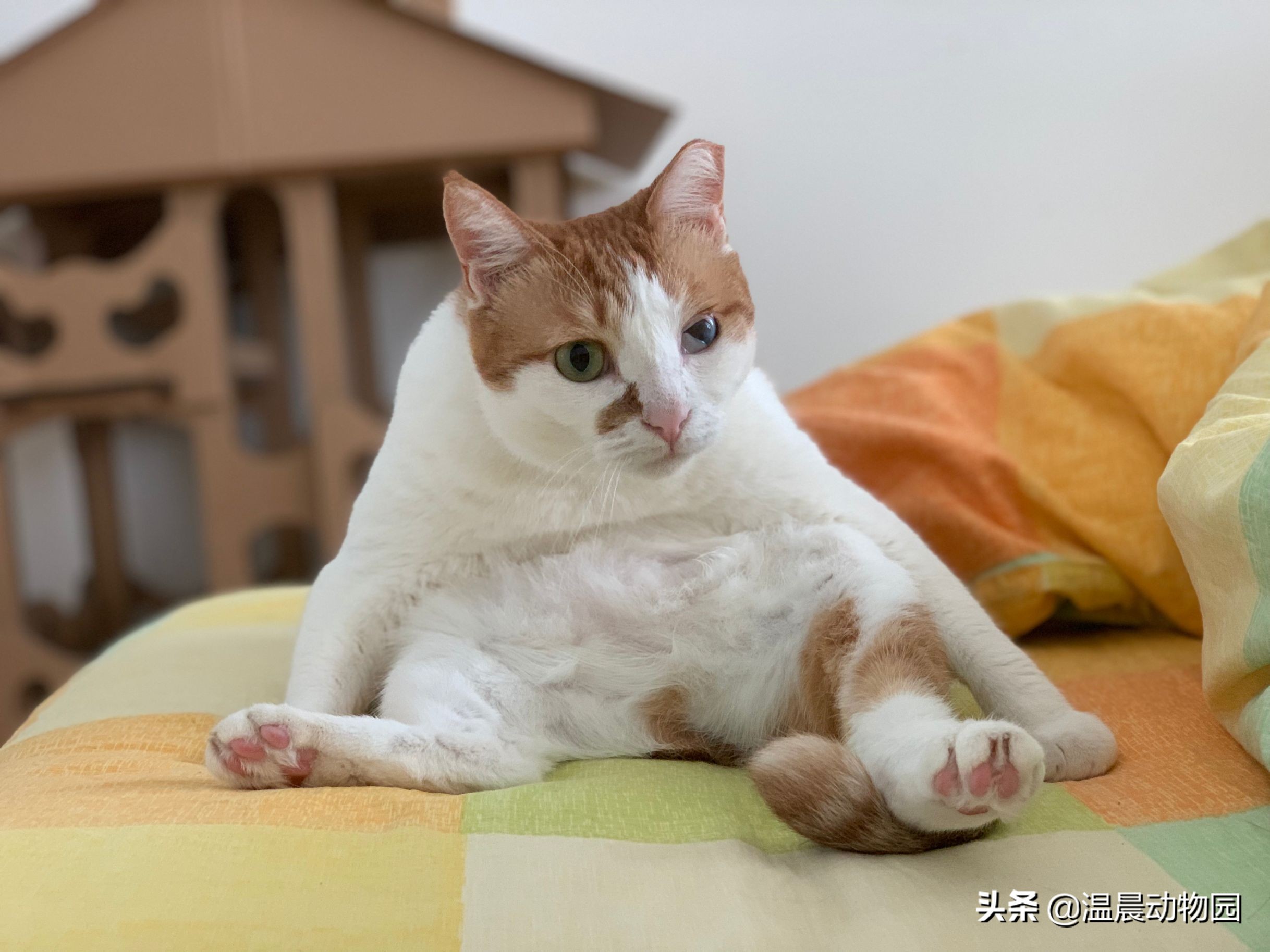 猫咪不让同类靠近,猫咪不让亲近是什么意思