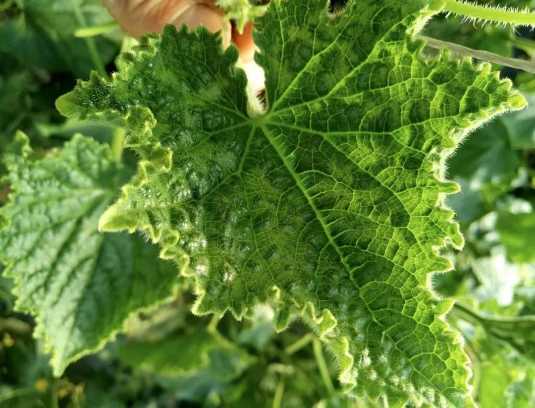 黄瓜病害图谱和防治黄瓜药害,黄瓜瓜条病害图谱