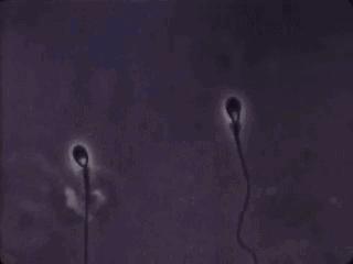 错了340年，精子游泳的方式并不是左右摆动尾巴